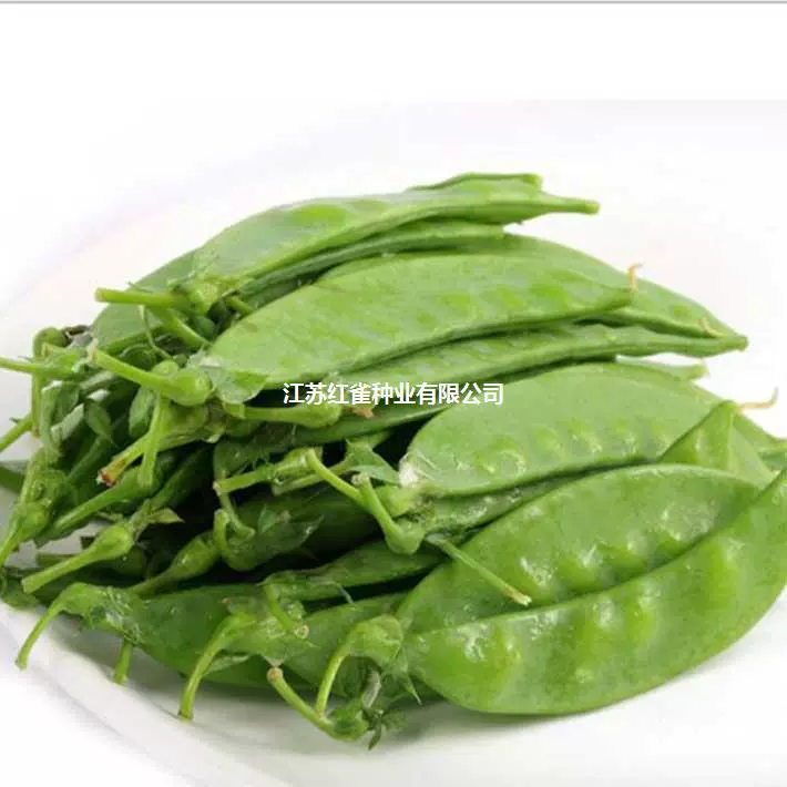 Нидерланды семян фасоли большой стручок типа семян фасоли семян зеленой фасоли четыре сезона Тендер стручок типа семян фасоли овощных семян