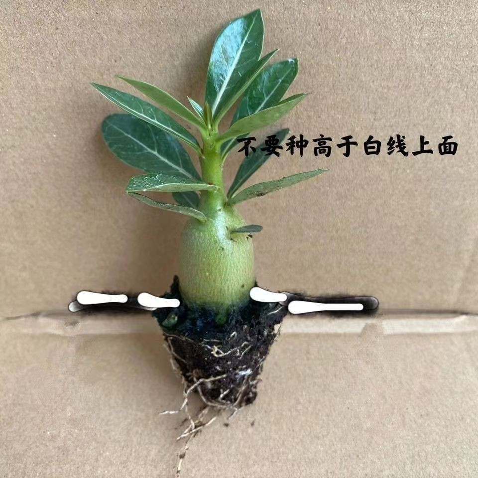 Desert Rose Lazy Flower Courtyard Living Room Balcony Terrace Green Plants Drought-Resistant and Easy to Grow Small Green Plants Base Direct Delivery