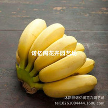 �㽶���簫���Ž��ʵ۽��۽��㽶С�׽��O���Ϸ��ļ���������Y��