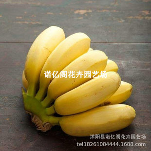 �㽶���簫���Ž��ʵ۽��۽��㽶С�׽��O���Ϸ��ļ���������Y��