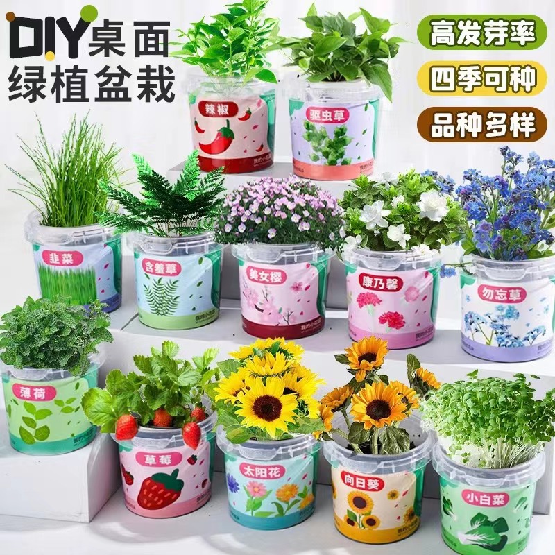 儿童DIY种植小盆栽负离子水培盆景室内摆件学生奖品迷你绿植盆栽