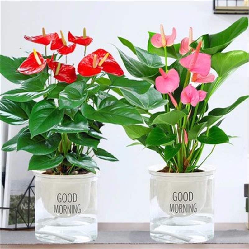 안스리움 + 핑크팜(굿모닝 분지) + 영양