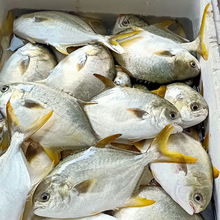 ���l�΃����K�~ �S�D�K ���K ���������~ �Ј��N�� ���r���l