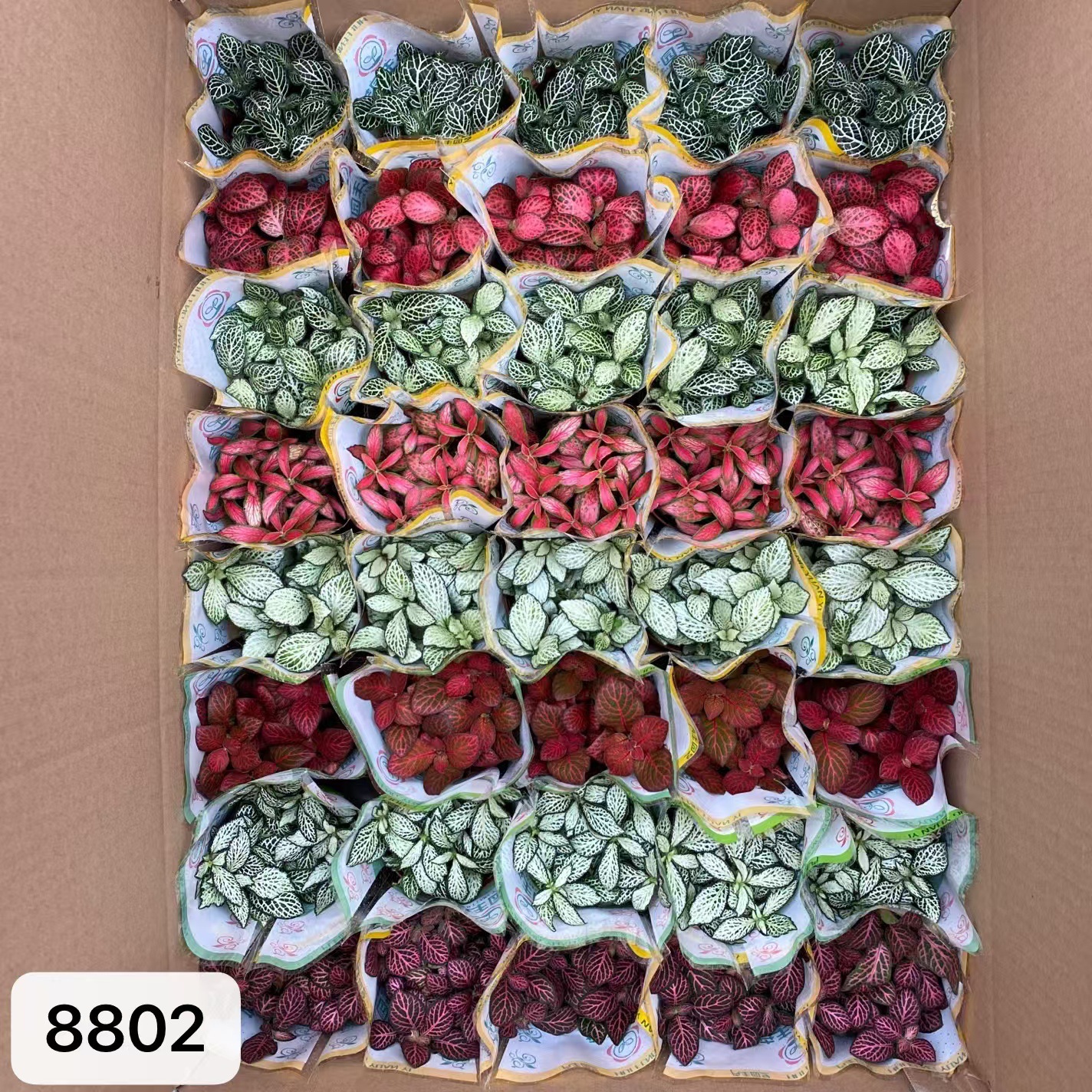 8802  大箱網紋草混裝54盆