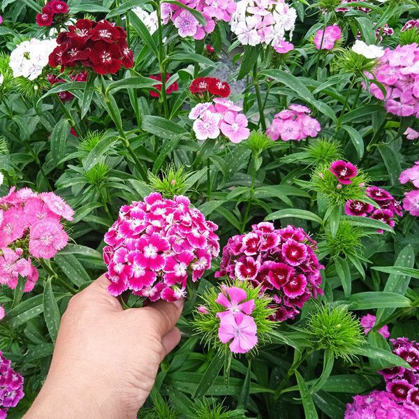 Semillas de flores, plantas en macetas, balcón, jardín, margarita, girasol, lavanda, pétalos dobles, semillas de girasol