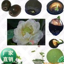 ���lˮ��ֲ��ˮ�໨�ܷN��ɏ����ɻ��N�� ����ˮ��G���Nź�N��