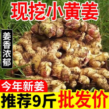 云南小黄姜10斤整箱生姜嫩姜批发现挖蔬菜新姜非老姜仔姜一件代发
