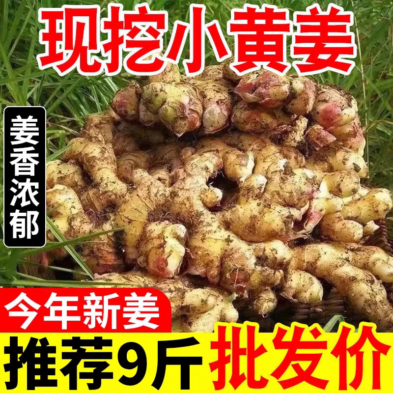 Yunnan Small Turmeric 5kg Whole Box of Ginger and Young Ginger Wholesale Freshly Dug Vegetables New Ginger Non-Old Ginger Dropshipping
