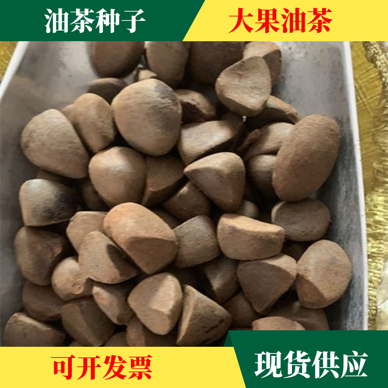 批发油茶种子红花油茶白花油茶籽榨油油茶树籽含油量高