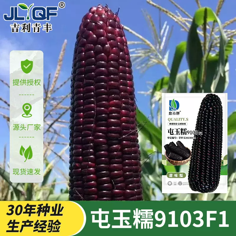 屯玉糯9103黑玉米种子甜糯玉米种籽四季糯粘黑紫色水果玉米厂家