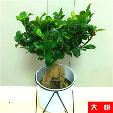 ����Gֲ���l �k���һ��ܾG�}�lؔ���҃�����ֲ������Ԯa����