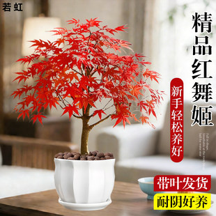 �ձ��t���辰ֲ��t�輧�����҃��ļ����B�����̨ͥԺ�ļ��t����