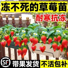 冬季草莓苗盆栽四季結果南北方陽台大奶油草梅帶果紅顏果樹果苗秧