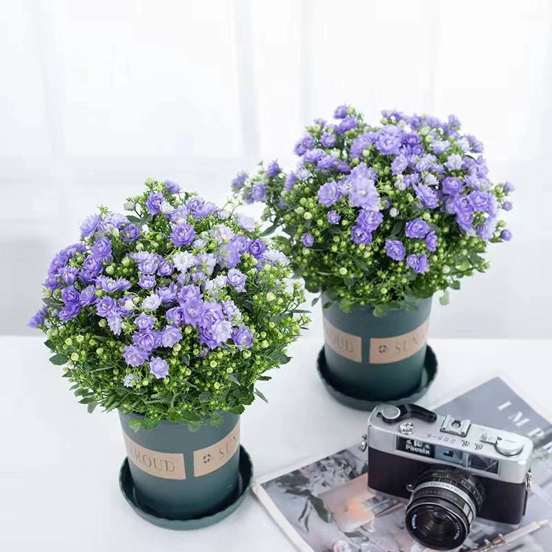 Синий Колокольчик в горшке итальянский висит датский двойной колокольчик балконные цветы четыре сезона цветущие растения