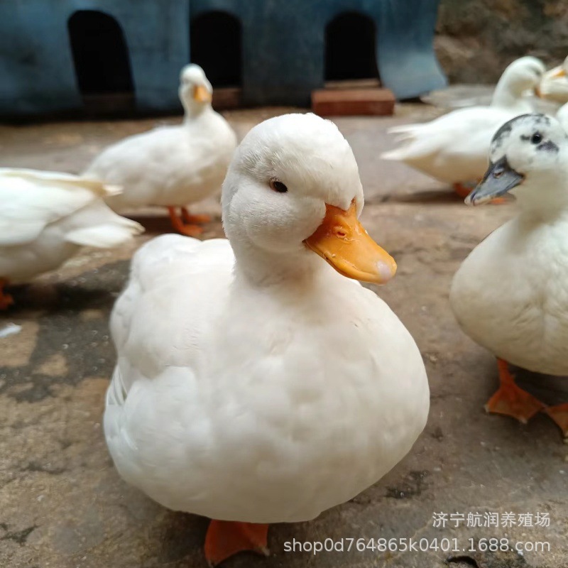 哪里有卖柯尔鸭活体的 成年种鸭一只多少钱 脱温柯尔鸭苗批发价格