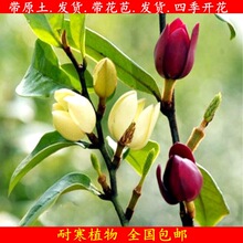 һ�����l��Ц���������҃��̨������ͥԺ���Դ�����Ϸ��ļ��_��