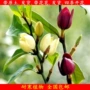 南方地栽庭院开花含笑