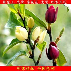 一件代发含笑花苗盆栽室内阳台浓香型庭院地栽大树苗南方四季开花