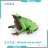 T15715 Darwin's Frog 21g