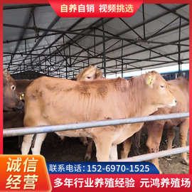 广西哪里有卖利木赞牛的 黄牛犊多少钱一头 大型养殖场