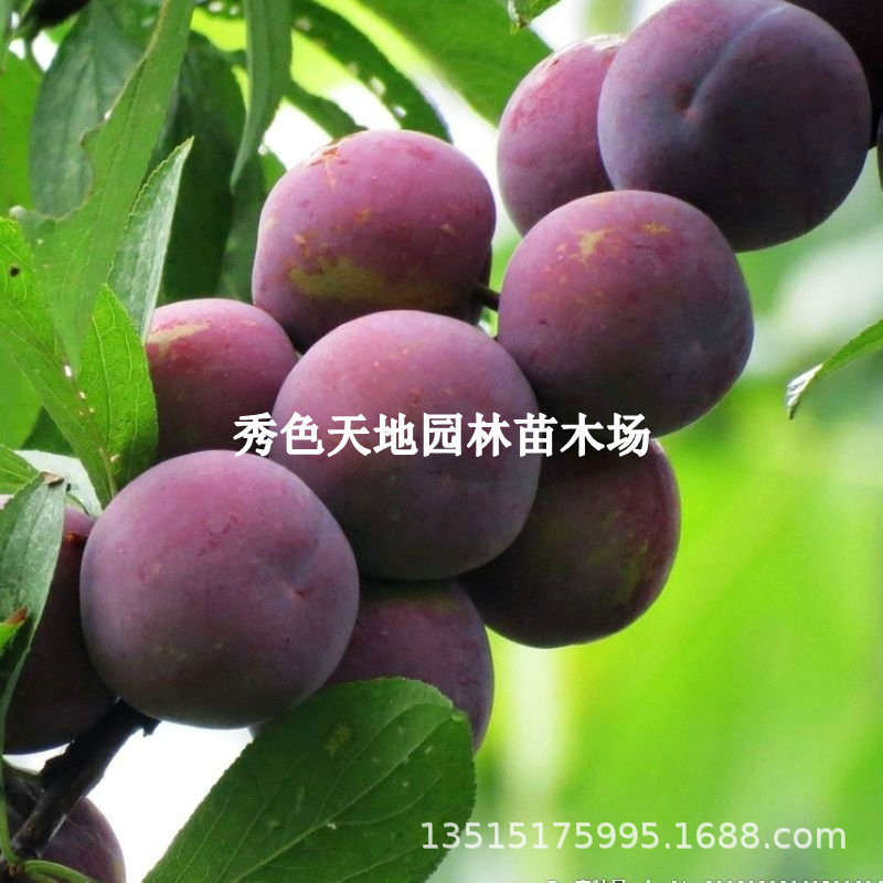 红布林李子树苗嫁接特大晚熟伏里红蛇李苗李子苗南北方种盆栽地栽