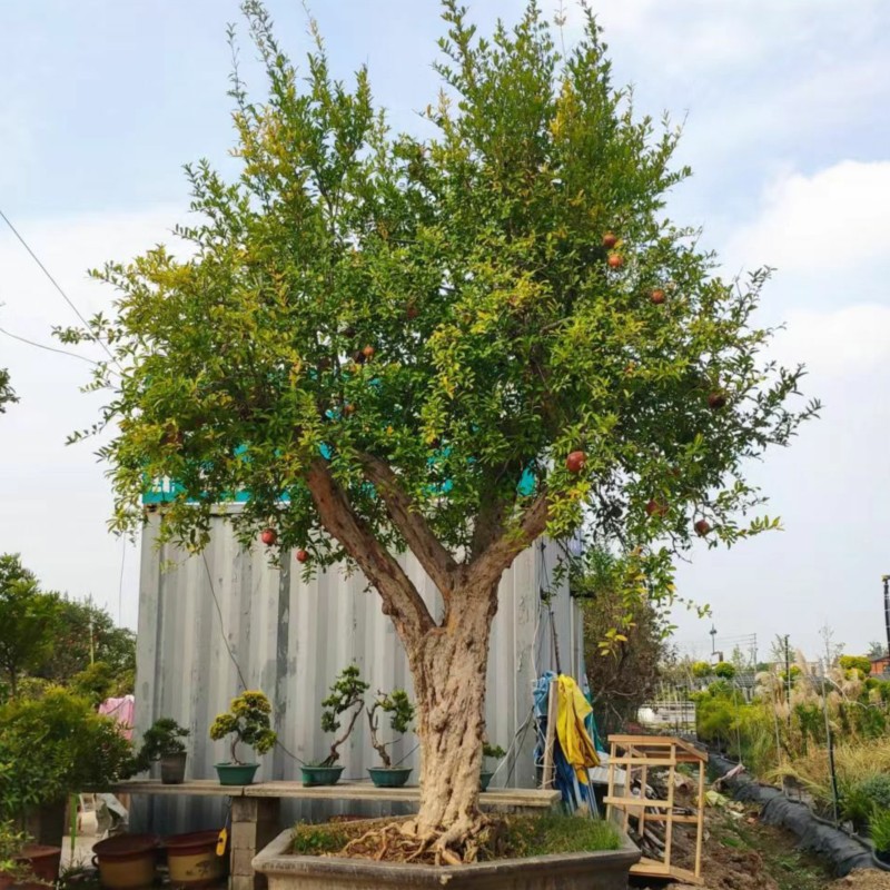 大果石榴树盆景红果红籽石榴别墅庭院小区景观造型观果花卉实物选