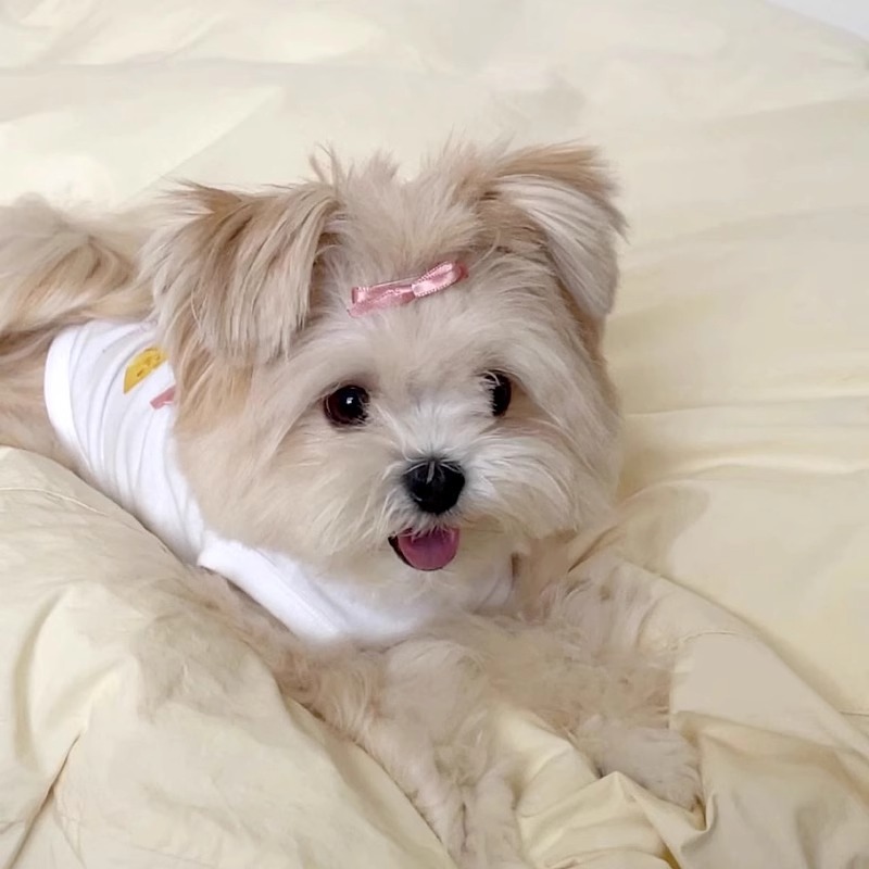 Primavera y verano perros adorables arcos offset impresión chaleco de pastel de oso coreano adorable gato camiseta ropa de mascotas