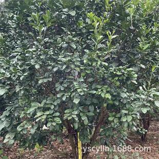 ���Ә����������ݹ�ԭ�ضθ���ֲ��2-6��