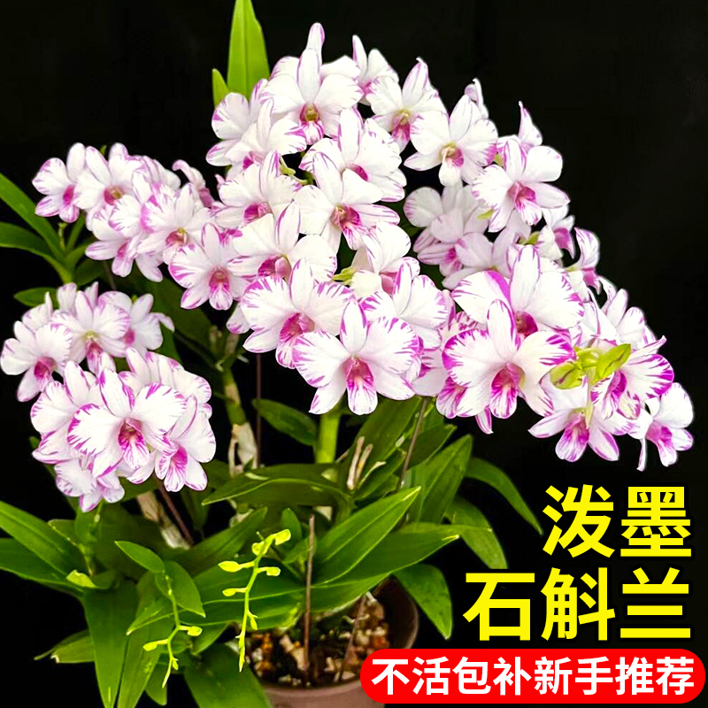 Potted Dendrobium with reddish floral patterns, autumn dendrobium orchid seedlings, low-maintenance flowers, long blooming period, air-purifying green plants Potted Dendrobium with reddish floral patterns, autumn dendrobium orchid seedlings, low-maintenance flowers, long blooming period, air-purifying green plants