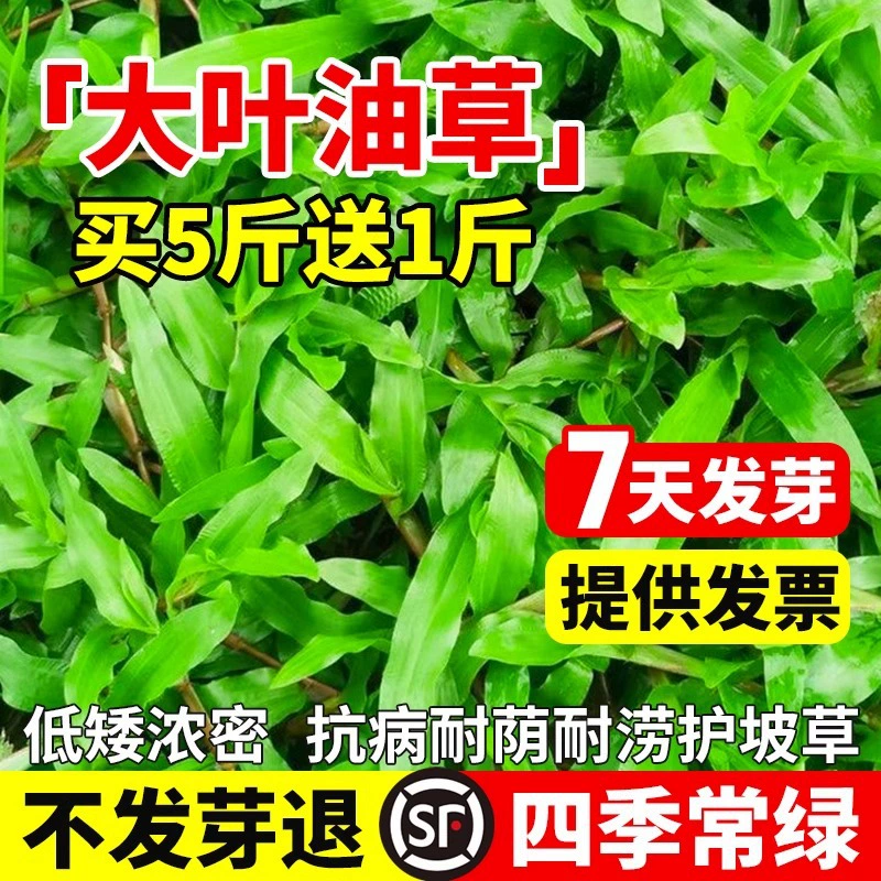 Семена масляной травы с крупными листьями, семена масляной травы с крупными листьями для защиты склонов, масляная трава с крупными листьями, семена вечнозеленой травы, семена бразильского пастбища для черепах