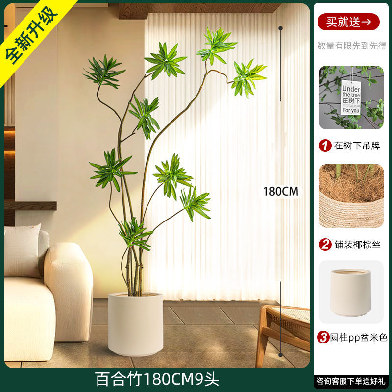 [W Ruyi Bamboo] Chậu sâu và cao 180CM9