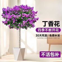 �������x�����㻨����e���^�p�ϱ���������B�����ͺ�ͥԺ�ļ�