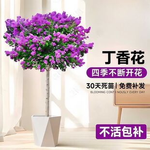 �������x�����㻨����e���^�p�ϱ���������B�����ͺ�ͥԺ�ļ�