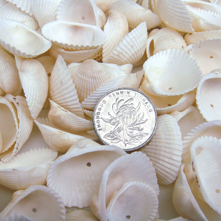 YO3H wholesale natural shell white shell coconut shell shell fish tank aquarium landscaping wool babel window sticker wall decoration