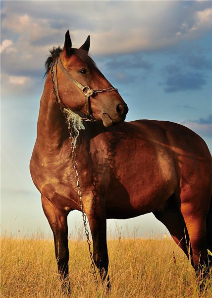 50322 Caballo de lujo ligero06