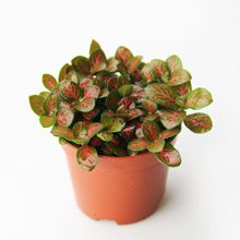 迷你小盆栽 网纹草 微景观背景植物 造景红网文草 盆栽植物80#盆