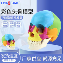 1:1��ɫ���w�^���^�B��ģ�Ͳ�ƴ22�����̌W���g��ǻ�Ƙ˱�