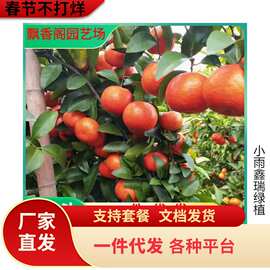 浓甜橘子树东方红橘子苗美国蜜糖桔苗世纪红橘苗树盆栽庭院果树苗