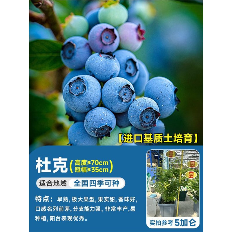 [꽃이 있는 특대모종] 5갤런 듀크(높이 70cm + 크라운폭 35cm 이상) 수입