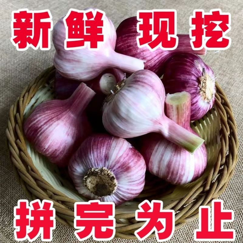 2025年新鲜大蒜头山东金乡鲜蒜紫皮大蒜腌制现挖嫩蒜湿蒜生蒜自s|undefined