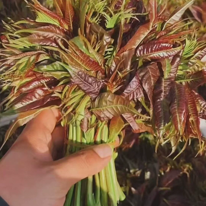 Семена Toona sinensis, красное масло Семена Toona sinensis, высокоурожайные съедобные семена дерева Toona sinensis для всех сезонов, красные семена Toona sinensis для внутреннего двора и балкона