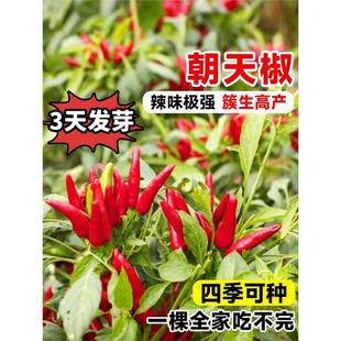 ���콷�N��ָ�콷������С�������N���ļ��߲˷N��ħ���������ȫ