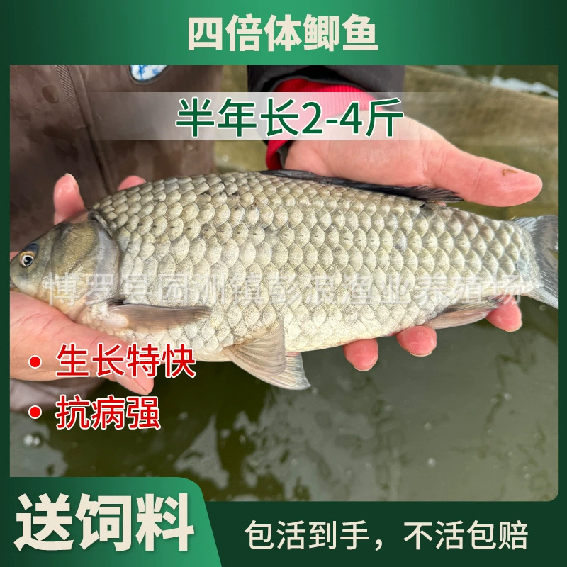 Прямые поставки из питомника: щука, северо-восточный карась, щука Сяньюнь, инженерная щука, водный цветок карася.