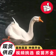 会下蛋的三花鹅价格 出售纯种脱温鹅苗 园林景区观赏水禽大白鹅