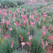 ���۲��͟��ͺ��Ϸ������Nֲ���ݷN���o�²ݷN��