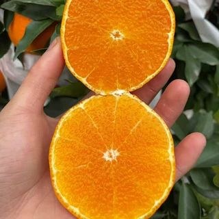 （顺丰快递）眉山丹棱爱媛38号果冻橙 手剥橙汁多味美5斤一件代发
