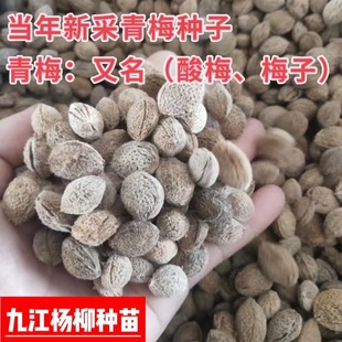 Green Plum Seeds Green Plum Tree Seeds Green Plum Fruit Tree Seeds Grafted Rootstock Seeds Wholesale