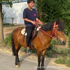 山东矮马养殖基地回收小矮马多少钱一匹电话上门马匹宠物萌宠活体