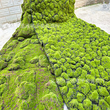 多苞青苔藓草皮草坪植物墙微景观软装场背景橱窗展示拍摄盆景盆栽