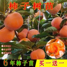柿子树果苗盆栽地栽特大庭院果树火晶柿磨盘柿黑柿脆柿甜柿子苗树